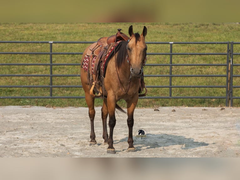 American Quarter Horse Wallach 6 Jahre 150 cm Buckskin in Fredericksburg