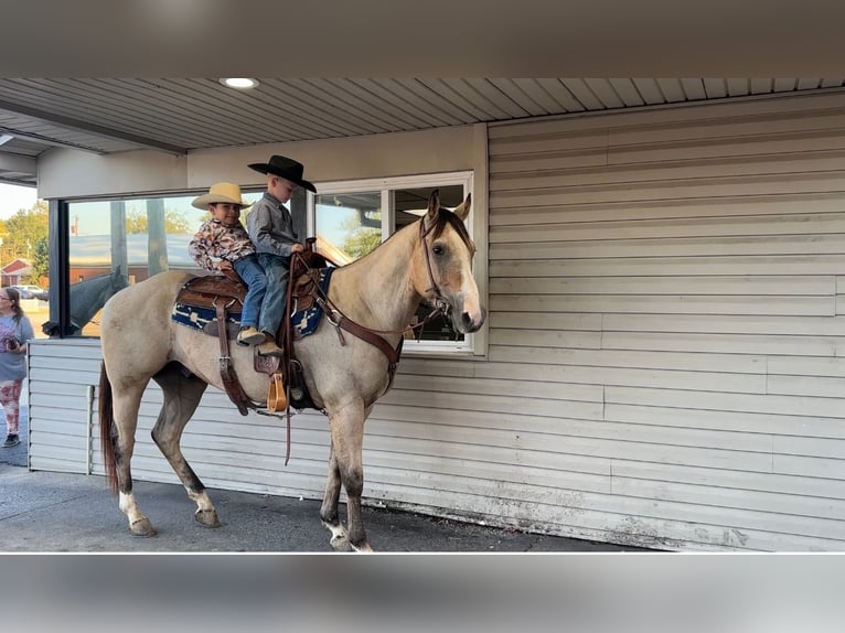 American Quarter Horse Wallach 6 Jahre 150 cm Buckskin in Henderson