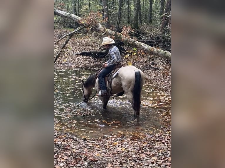American Quarter Horse Wallach 6 Jahre 150 cm Buckskin in Henderson
