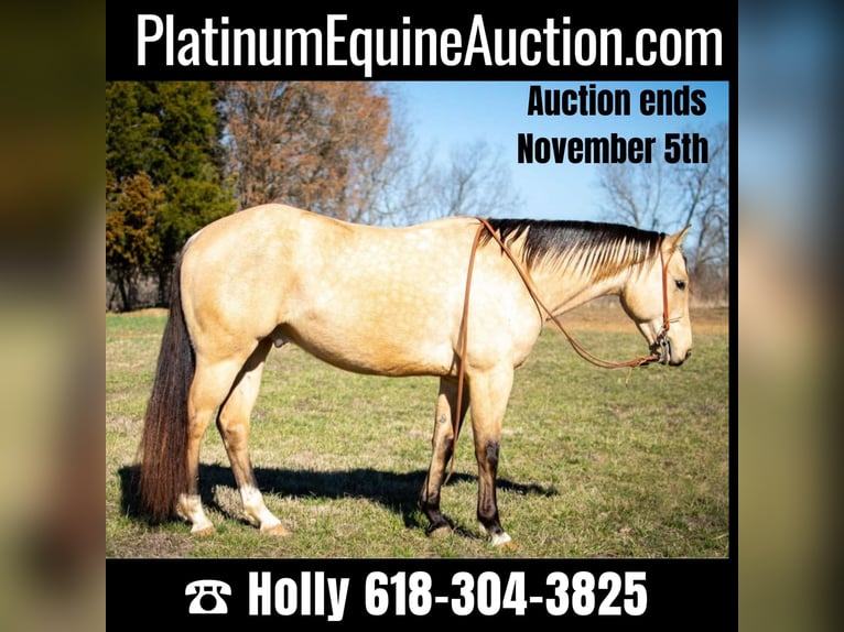 American Quarter Horse Wallach 6 Jahre 150 cm Buckskin in Greenville Ky
