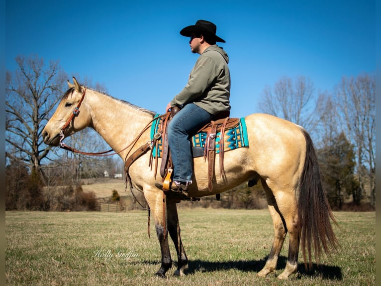 American Quarter Horse Wallach 6 Jahre 150 cm Buckskin in Greenville Ky
