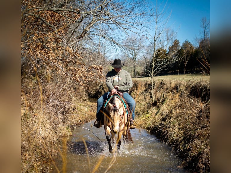 American Quarter Horse Wallach 6 Jahre 150 cm Buckskin in Greenville Ky