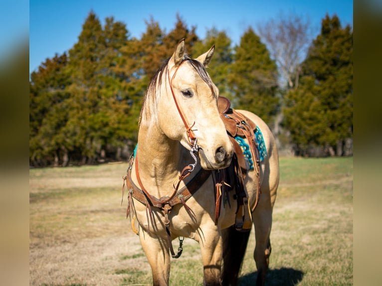 American Quarter Horse Wallach 6 Jahre 150 cm Buckskin in Greenville Ky