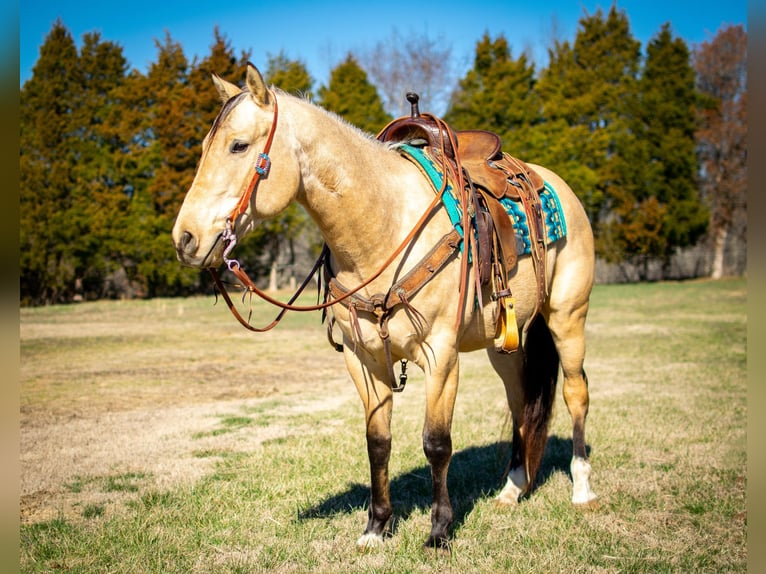 American Quarter Horse Wallach 6 Jahre 150 cm Buckskin in Greenville Ky