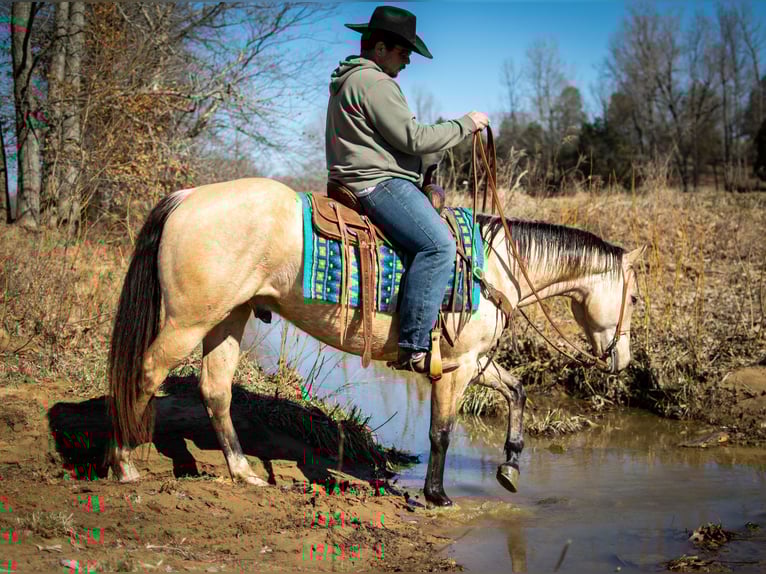 American Quarter Horse Wallach 6 Jahre 150 cm Buckskin in Greenville Ky