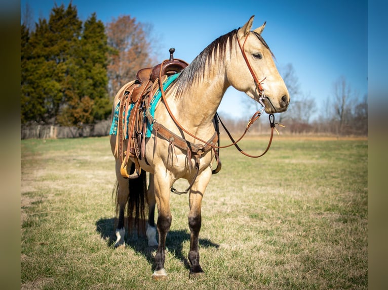 American Quarter Horse Wallach 6 Jahre 150 cm Buckskin in Greenville Ky