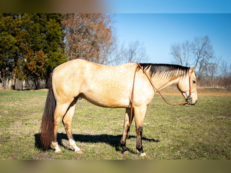 American Quarter Horse Wallach 6 Jahre 150 cm Buckskin in Greenville Ky