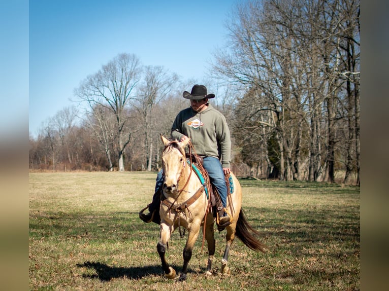 American Quarter Horse Wallach 6 Jahre 150 cm Buckskin in Greenville Ky