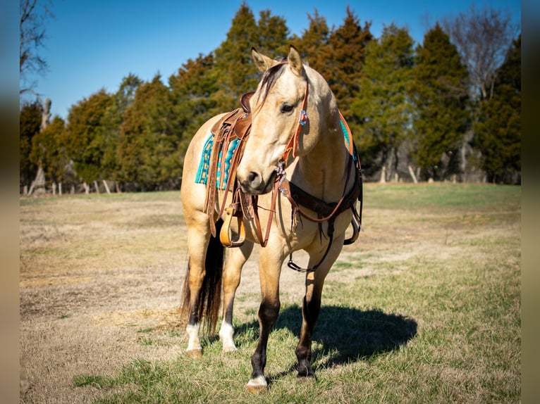 American Quarter Horse Wallach 6 Jahre 150 cm Buckskin in Greenville Ky