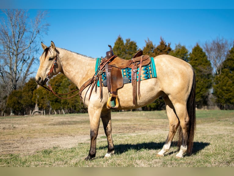 American Quarter Horse Wallach 6 Jahre 150 cm Buckskin in Greenville Ky