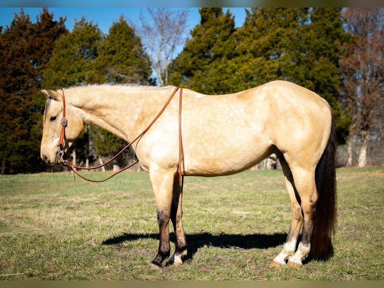 American Quarter Horse Wallach 6 Jahre 150 cm Buckskin in Greenville Ky