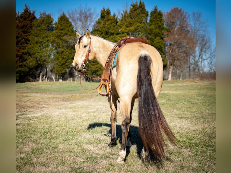 American Quarter Horse Wallach 6 Jahre 150 cm Buckskin in Greenville Ky