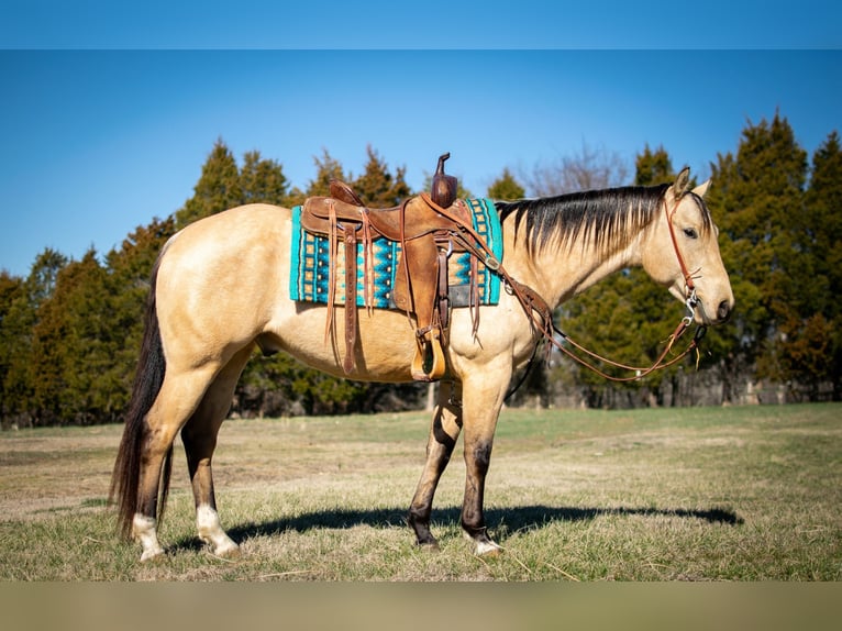American Quarter Horse Wallach 6 Jahre 150 cm Buckskin in Greenville Ky