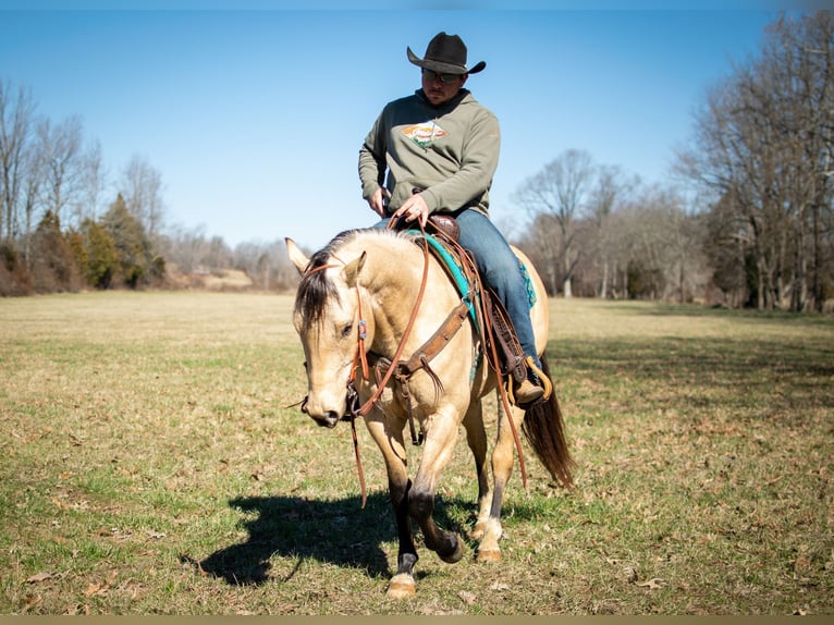 American Quarter Horse Wallach 6 Jahre 150 cm Buckskin in Greenville Ky