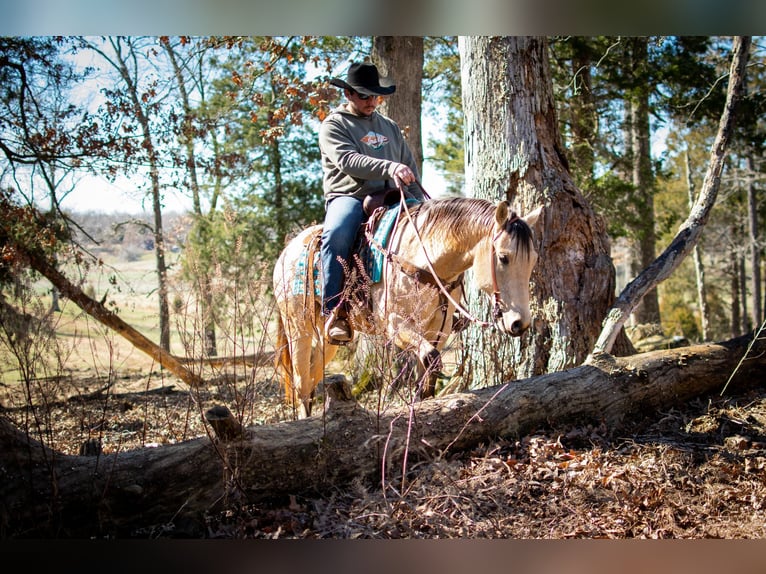 American Quarter Horse Wallach 6 Jahre 150 cm Buckskin in Greenville Ky