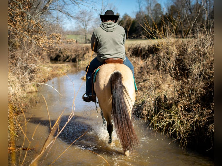 American Quarter Horse Wallach 6 Jahre 150 cm Buckskin in Greenville Ky