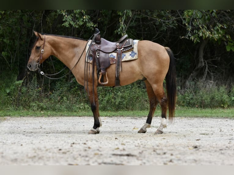 American Quarter Horse Wallach 6 Jahre 150 cm Buckskin in SWEET SPRINGS, MO