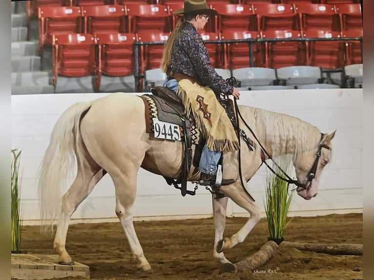 American Quarter Horse Wallach 6 Jahre 150 cm Cremello in Andover