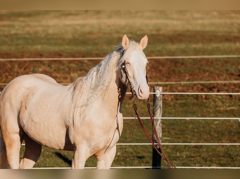 American Quarter Horse Wallach 6 Jahre 150 cm Cremello in Andover
