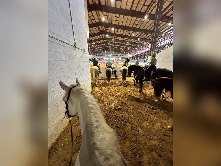 American Quarter Horse Wallach 6 Jahre 150 cm Cremello in Andover