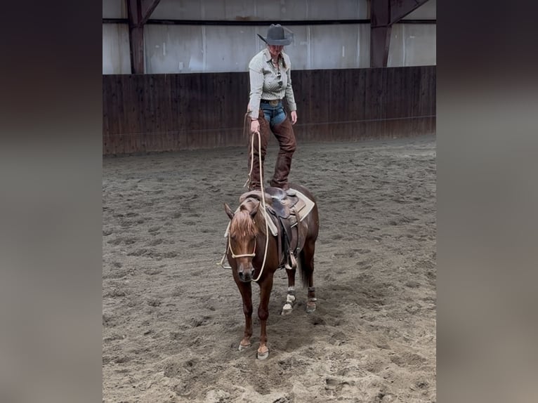 American Quarter Horse Wallach 6 Jahre 150 cm Dunkelfuchs in Billings