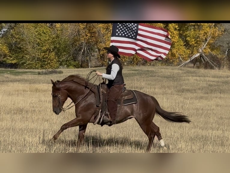American Quarter Horse Wallach 6 Jahre 150 cm Dunkelfuchs in Billings