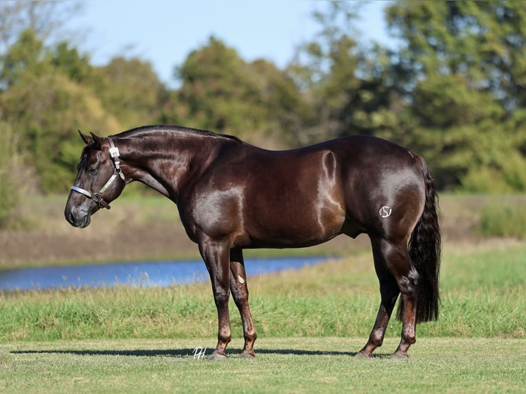 American Quarter Horse Wallach 6 Jahre 150 cm Dunkelfuchs in Buffalo