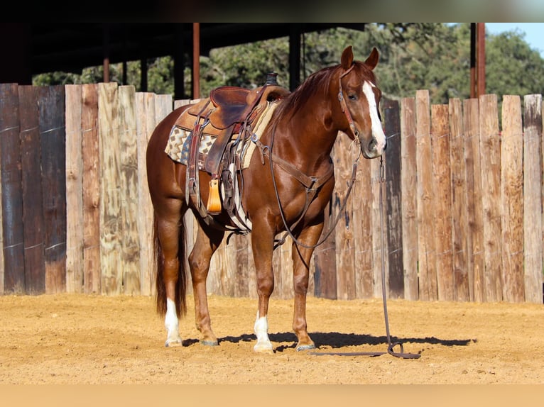 American Quarter Horse Wallach 6 Jahre 150 cm Dunkelfuchs in jOSHUA tx