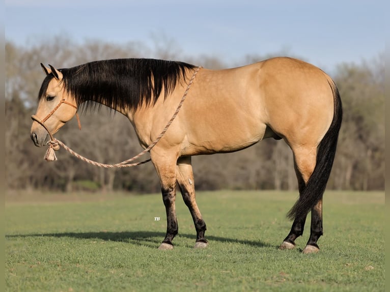 American Quarter Horse Wallach 6 Jahre 150 cm Falbe in Weatherford