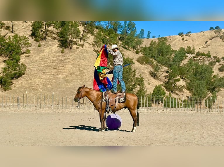 American Quarter Horse Wallach 6 Jahre 150 cm Falbe in Paicines