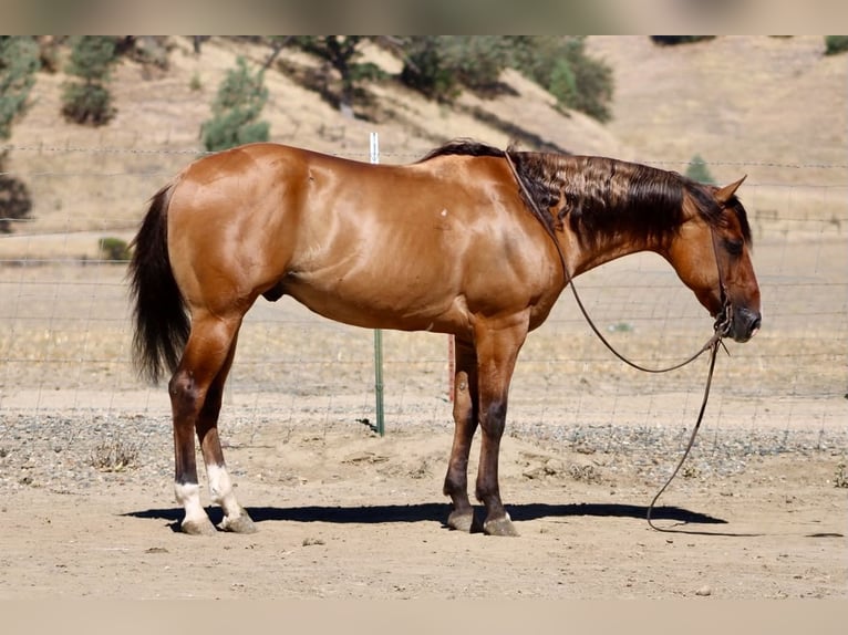 American Quarter Horse Wallach 6 Jahre 150 cm Falbe in Paicines