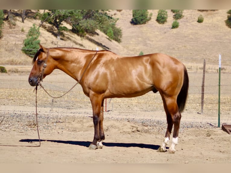 American Quarter Horse Wallach 6 Jahre 150 cm Falbe in Paicines