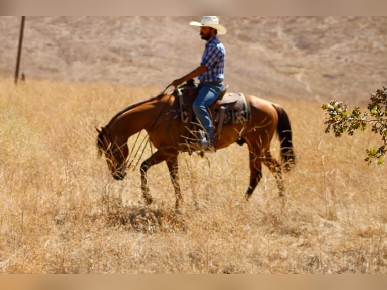 American Quarter Horse Wallach 6 Jahre 150 cm Falbe in Paicines