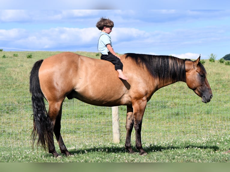 American Quarter Horse Wallach 6 Jahre 150 cm Falbe in Rebersburg, PA