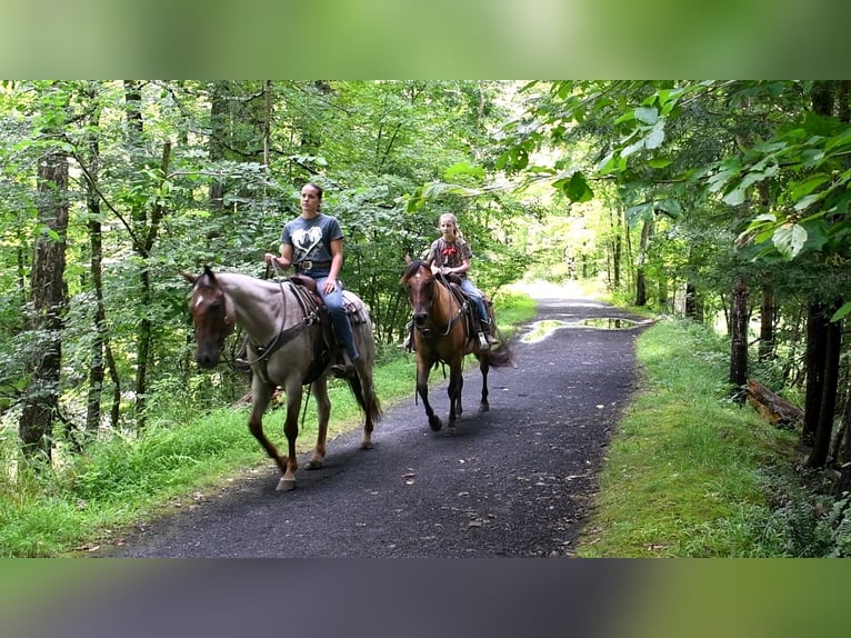 American Quarter Horse Wallach 6 Jahre 150 cm Falbe in Rebersburg, PA