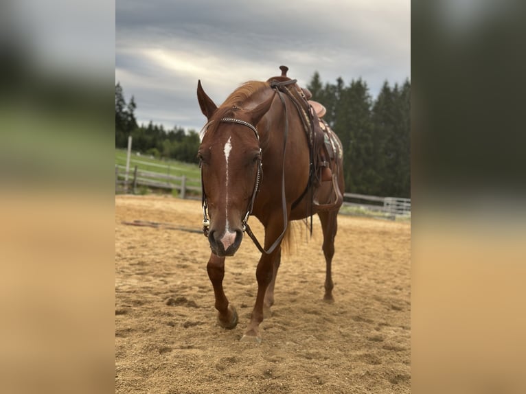 American Quarter Horse Wallach 6 Jahre 150 cm Fuchs in Ruholding