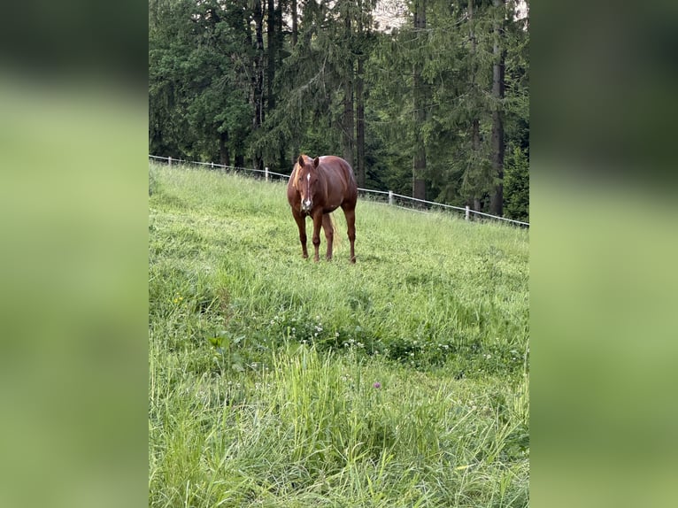 American Quarter Horse Wallach 6 Jahre 150 cm Fuchs in Ruholding