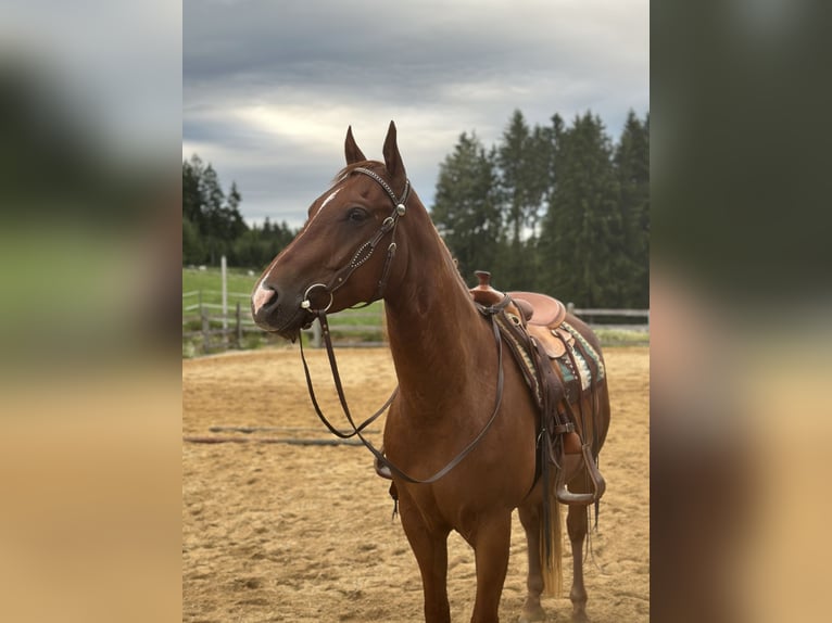 American Quarter Horse Wallach 6 Jahre 150 cm Fuchs in Ruholding
