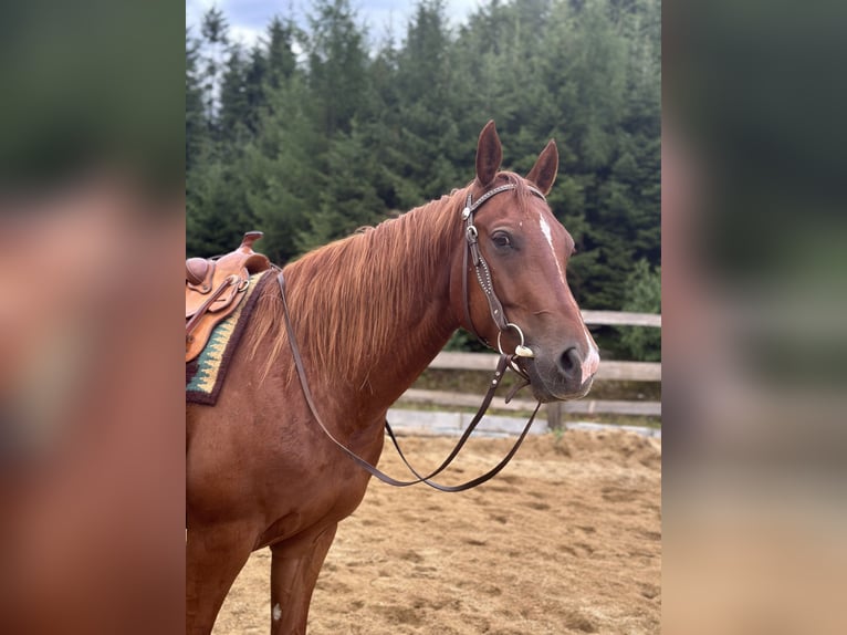 American Quarter Horse Wallach 6 Jahre 150 cm Fuchs in Ruholding
