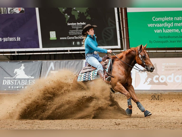 American Quarter Horse Wallach 6 Jahre 150 cm Fuchs in Duingen