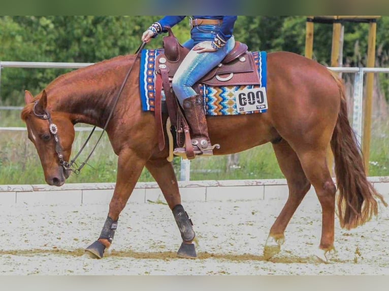 American Quarter Horse Wallach 6 Jahre 150 cm Fuchs in Duingen