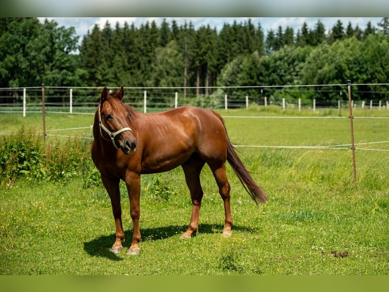 American Quarter Horse Wallach 6 Jahre 150 cm Fuchs in Mittelstetten