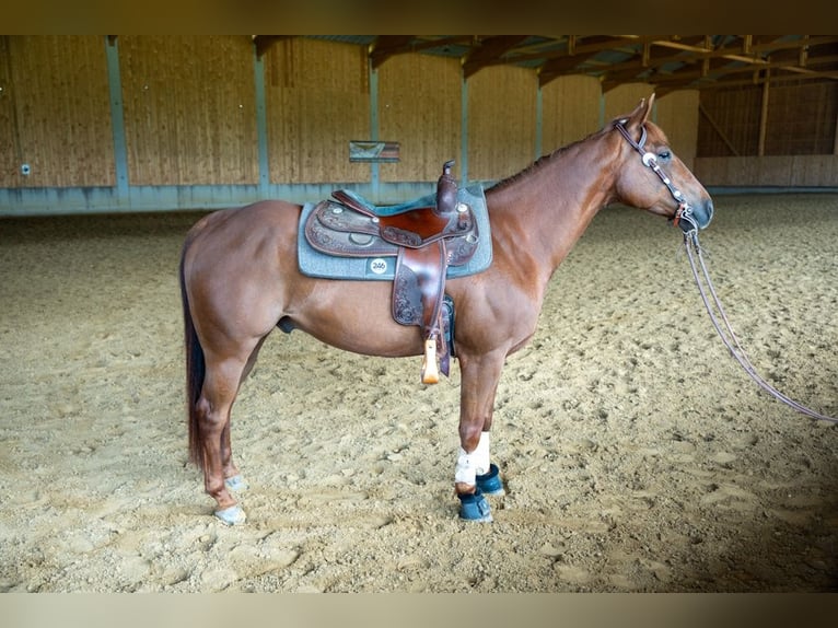 American Quarter Horse Wallach 6 Jahre 150 cm Fuchs in Mittelstetten