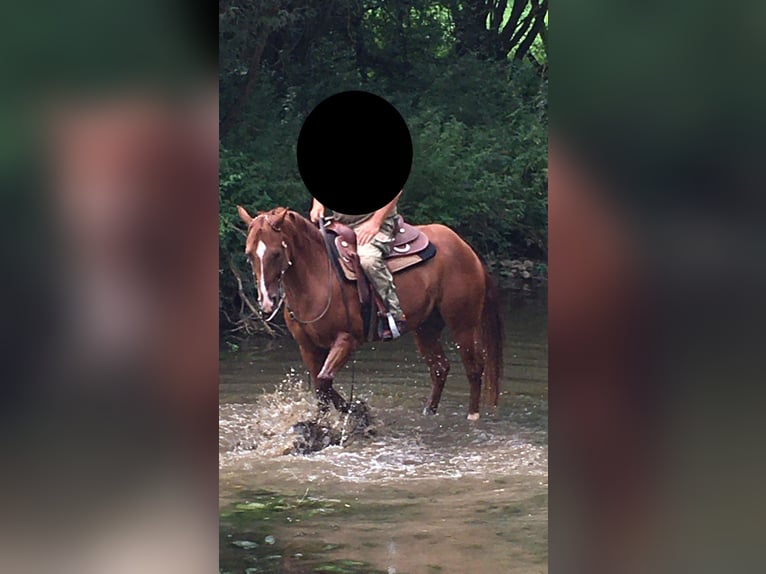 American Quarter Horse Wallach 6 Jahre 150 cm Fuchs in Nennslingen