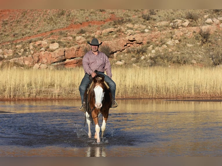 American Quarter Horse Wallach 6 Jahre 150 cm Overo-alle-Farben in Sweet Springs MO