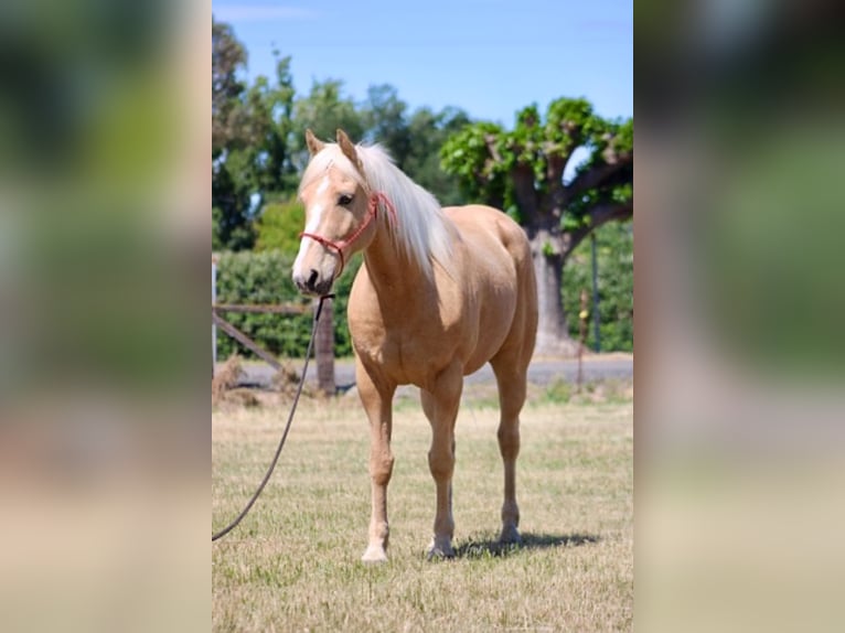 American Quarter Horse Wallach 6 Jahre 150 cm Palomino in Atwater