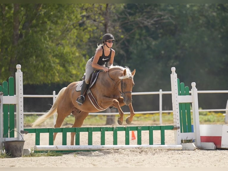 American Quarter Horse Wallach 6 Jahre 150 cm Palomino in Terrell
