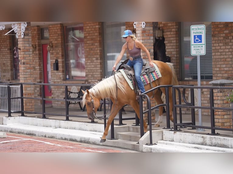 American Quarter Horse Wallach 6 Jahre 150 cm Palomino in Terrell
