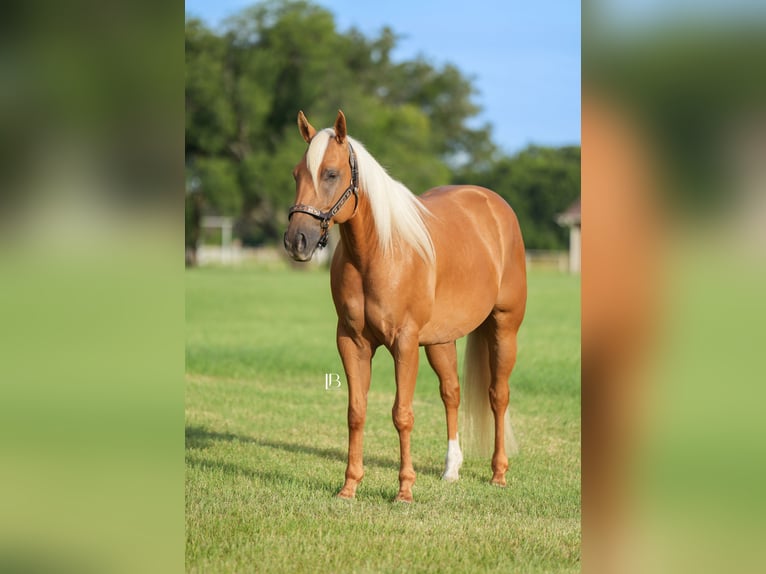American Quarter Horse Wallach 6 Jahre 150 cm Palomino in Terrell