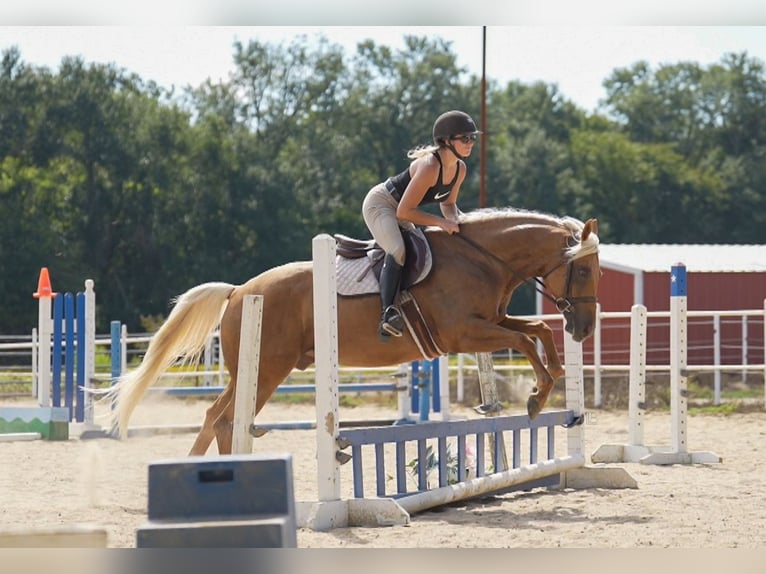 American Quarter Horse Wallach 6 Jahre 150 cm Palomino in Terrell